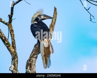 Ein weißgekrönter Nashornvogel (Berenicornis comatus), der auf einem toten Baum thront. Sabah, Borneo, Malaysia. Stockfoto