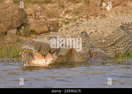 Krokodil, das sich in der Sonne sonnt, sich im Wasser ausruhen und entspannen kann; Crocodylus palustris aus Sri Lanka Stockfoto