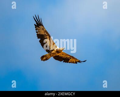 Ein unreifer Weißbauchseeadler (Icthyophaga leucogaster), der im blauen Himmel aufsteigt. Sabah, Borneo, Malaysia. Stockfoto