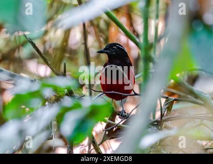 Eine Schwarzgekrönte Pitta (Erythropitta ussheri) im tiefen Wald. Borneo, Malaysia. Stockfoto