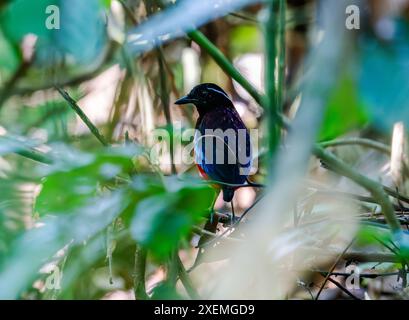 Eine Schwarzgekrönte Pitta (Erythropitta ussheri) im tiefen Wald. Borneo, Malaysia. Stockfoto