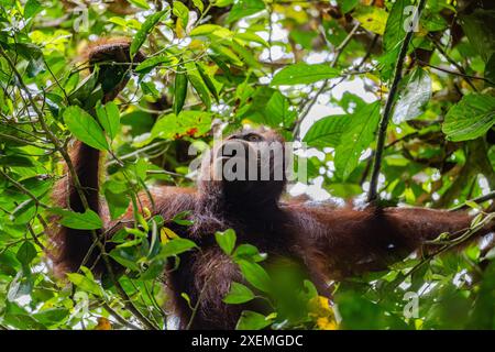 Ein wilder adulter Bornean-Orang-Utan (Pongo pygmaeus), der im Wald auf Nahrungssuche ist. Sabah, Borneo, Malaysia. Stockfoto