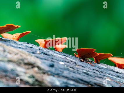 Hellorangefarbene Zinnoberpolyporenpilze (Pycnoporus cinnabarinus), die auf einem toten Baum wachsen. Sabah, Borneo, Malaysia. Stockfoto