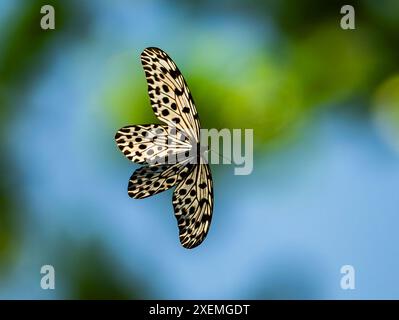 Ein Large Tree Nymphe Schmetterling (Idee leuconoe), der im Wald fliegt. Sabah, Borneo, Malaysia. Stockfoto