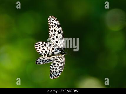 Ein Large Tree Nymphe Schmetterling (Idee leuconoe), der im Wald fliegt. Sabah, Borneo, Malaysia. Stockfoto