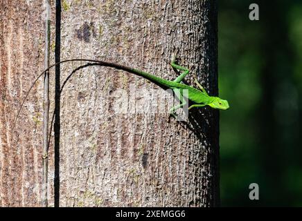 Eine Grüne Haubenechse (Bronchocela cristatella) auf einem Baumstamm. Sabah, Borneo, Malaysia. Stockfoto