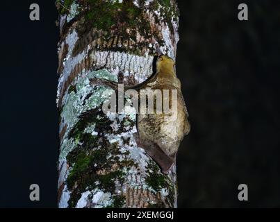 Ein Colugo oder Sunda fliegende Lemur (Galeopterus variegatus), auf einem Baumstamm bei Nacht. Sabah, Borneo, Malaysia. Stockfoto