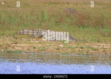 Krokodil, das sich in der Sonne sonnt, sich im Wasser ausruhen und entspannen kann; Crocodylus palustris aus Sri Lanka Stockfoto