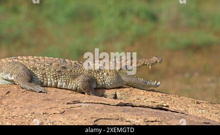 Krokodil, das sich in der Sonne sonnt, sich im Wasser ausruhen und entspannen kann; Crocodylus palustris aus Sri Lanka Stockfoto