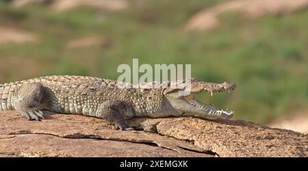 Krokodil, das sich in der Sonne sonnt, sich im Wasser ausruhen und entspannen kann; Crocodylus palustris aus Sri Lanka Stockfoto