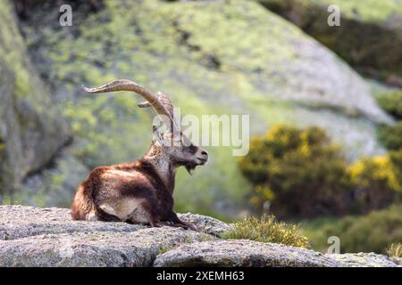 A Capra pyrenaica victoriae in der Sierra de Gredos, Avila, Castilla y Leon, Spanien Stockfoto