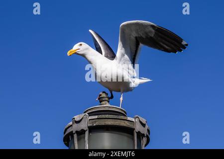 Vögel am San Francisco Pier. Die Piers von San Francisco locken eine Vielzahl von Vogelarten an, wobei Möwen, Pelikane und Kormorane häufig zu sehen sind. Stockfoto