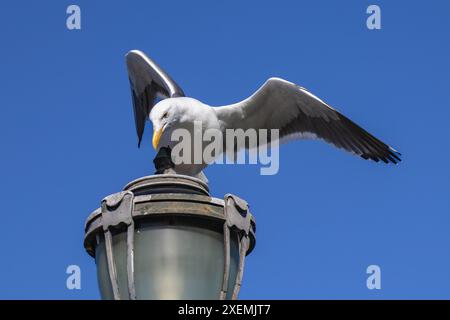 Vögel am San Francisco Pier. Die Piers von San Francisco locken eine Vielzahl von Vogelarten an, wobei Möwen, Pelikane und Kormorane häufig zu sehen sind. Stockfoto