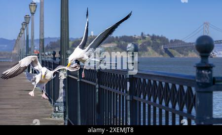 Vögel am San Francisco Pier. Die Piers von San Francisco locken eine Vielzahl von Vogelarten an, wobei Möwen, Pelikane und Kormorane häufig zu sehen sind. Stockfoto