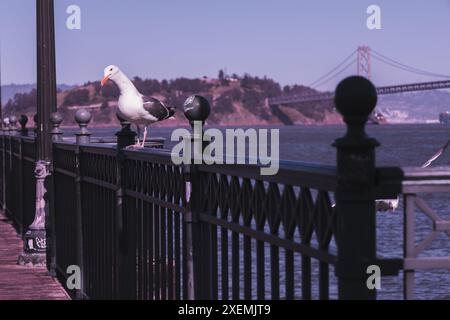 Vögel am San Francisco Pier. Die Piers von San Francisco locken eine Vielzahl von Vogelarten an, wobei Möwen, Pelikane und Kormorane häufig zu sehen sind. Stockfoto