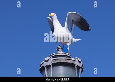 Vögel am San Francisco Pier. Die Piers von San Francisco locken eine Vielzahl von Vogelarten an, wobei Möwen, Pelikane und Kormorane häufig zu sehen sind. Stockfoto