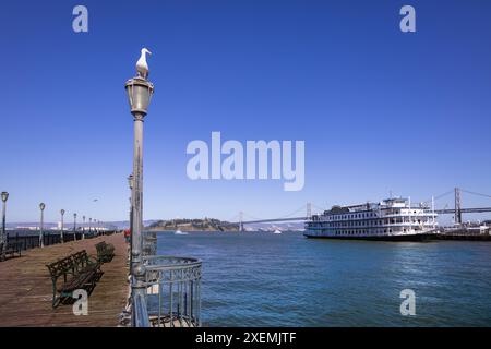 Vögel am San Francisco Pier. Die Piers von San Francisco locken eine Vielzahl von Vogelarten an, wobei Möwen, Pelikane und Kormorane häufig zu sehen sind. Stockfoto