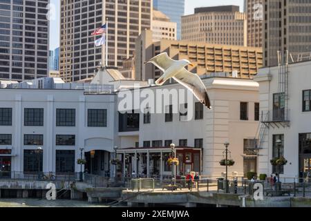 Vögel am San Francisco Pier. Die Piers von San Francisco locken eine Vielzahl von Vogelarten an, wobei Möwen, Pelikane und Kormorane häufig zu sehen sind. Stockfoto