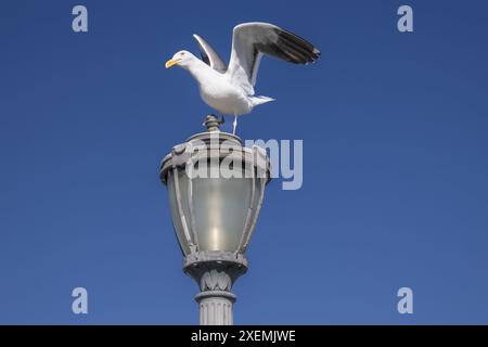 Vögel am San Francisco Pier. Die Piers von San Francisco locken eine Vielzahl von Vogelarten an, wobei Möwen, Pelikane und Kormorane häufig zu sehen sind. Stockfoto