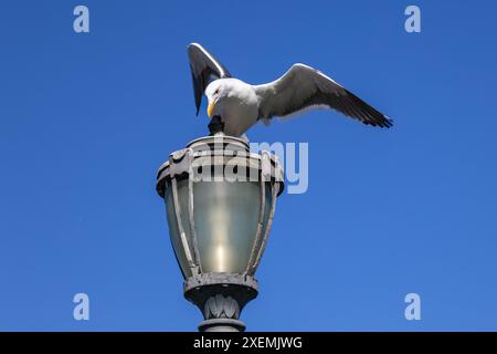 Vögel am San Francisco Pier. Die Piers von San Francisco locken eine Vielzahl von Vogelarten an, wobei Möwen, Pelikane und Kormorane häufig zu sehen sind. Stockfoto