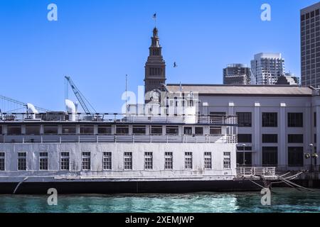 Vögel am San Francisco Pier. Die Piers von San Francisco locken eine Vielzahl von Vogelarten an, wobei Möwen, Pelikane und Kormorane häufig zu sehen sind. Stockfoto