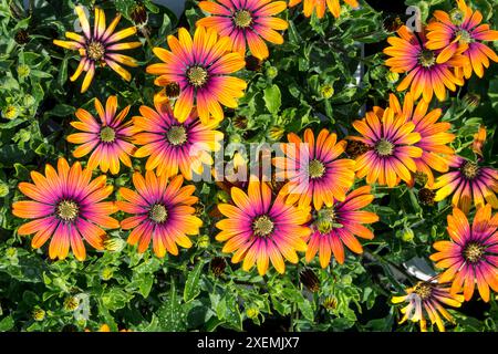 Afrikanische Gänseblümchen, Osteospermum „Purple Sun“. Stockfoto