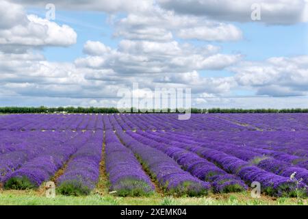 Felder mit kommerziell angebautem Norfolk Lavender, die in Heacham in West Norfolk wachsen. Stockfoto