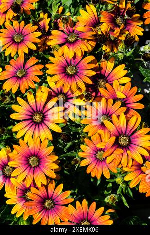 Afrikanische Gänseblümchen, Osteospermum „Purple Sun“. Stockfoto