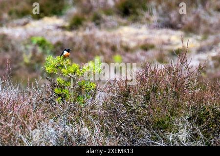 Ein männlicher Stonechat, Saxicola rubicola, der auf einem kleinen Nadelbaumschössling im Dersingham Bog National Nature Reserve in Norfolk thront. Stockfoto