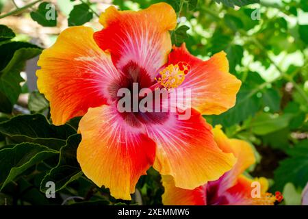 Ein brillanter Hibiskus blüht auf einem Terrassengarten als Topfpflanze. Stockfoto