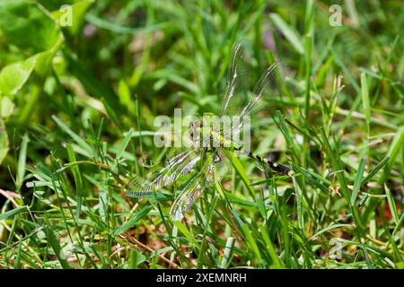 Weiblicher östlicher Pondhawk (Erythemis simplicicollis), auch bekannt als gewöhnlicher Pondhawk, der im östlichen Teil der Vereinigten Staaten beheimatet ist. Stockfoto