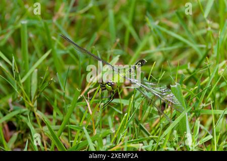 Weiblicher östlicher Pondhawk (Erythemis simplicicollis), auch bekannt als gewöhnlicher Pondhawk, der im östlichen Teil der Vereinigten Staaten beheimatet ist. Stockfoto