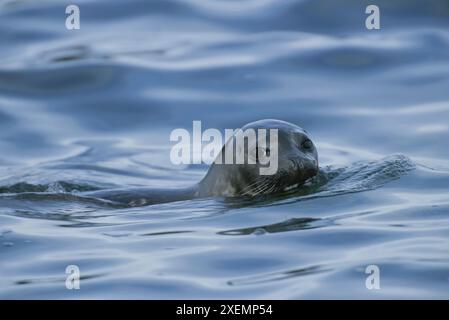 Die Hafenrobbe (Phoca vitulina) springt beim Schwimmen aus dem Wasser Stockfoto