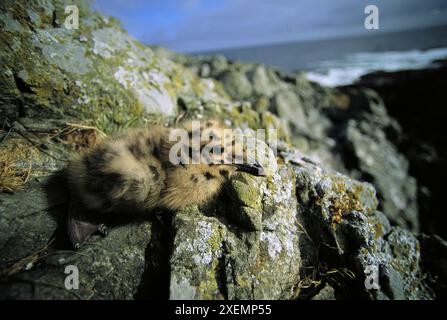 Glaukous geflügelte Möwenküken (Larus glaucescens) ruht auf flechtenbedeckten Felsen Stockfoto