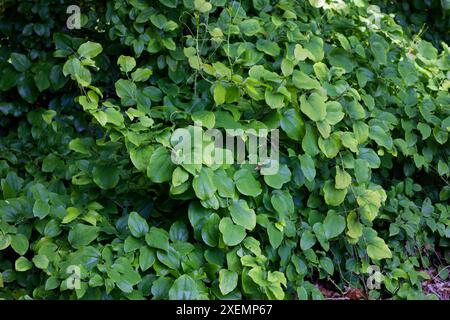 Mit Liane bewachsener Buschbaum klettert mit grünen Ranken aus den Blattstielen auf andere Pflanzen. Stockfoto