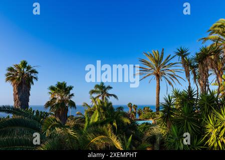 Blick auf Palmen und blauen Himmel entlang des Mittelmeers; Pantelleria, Sizilien, Italien Stockfoto