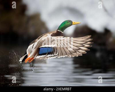 stockwurm (Anas platyrhynchos) bricht mitten im Winter aus einem nicht gefrorenen Abschnitt eines südzentralen Alaska-Teichs aus. Solange Essen und offenes Wasser ... sind Stockfoto