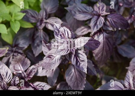 Violettes Basilikum wächst im Gemüsegarten. Dunkle Opalbasilikumpflanzen-Textur. Junges und frisches Basilikum. Stockfoto