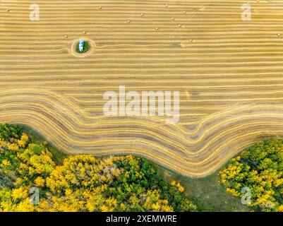 Aus der Vogelperspektive ein gemähtes goldenes Getreidefeld mit farbenfrohen Herbstbäumen rund um das Feld, südlich von Calgary, Alberta, Kanada Stockfoto