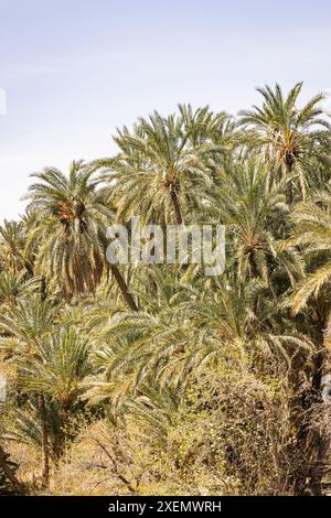 Tozeur, Tunesien. Palmen in einer Wüstenoase. Stockfoto
