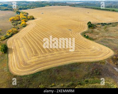 Aus der Vogelperspektive ein gemähtes goldenes Getreidefeld mit farbenfrohen Herbstbäumen rund um das Feld, südlich von Calgary, Alberta, Kanada Stockfoto