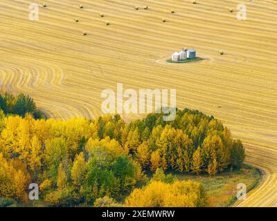 Aus der Vogelperspektive ein gemähtes goldenes Getreidefeld mit farbenfrohen Herbstbäumen rund um das Feld, südlich von Calgary, Alberta, Kanada Stockfoto