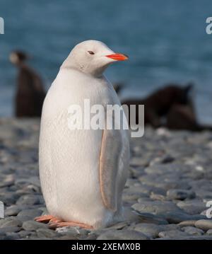 Antarktis, Südgeorgien. Seltener Albinopinguin, Salisbury Plain. Stockfoto