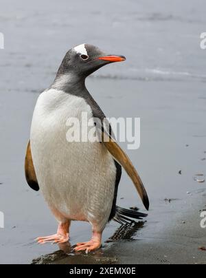 Antarktis. Gentoo-Pinguin Stockfoto