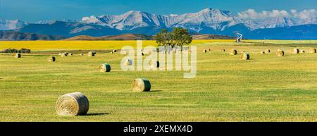 Panorama der runden Heuballen auf einem Feld mit sanften Hügeln, Pumpjack, Bergkette und blauem Himmel im Hintergrund, nördlich von Longview, Alberta Stockfoto