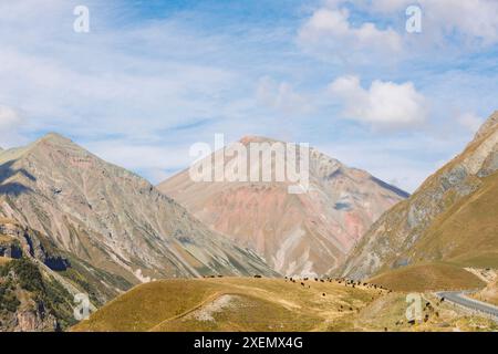 Rinder, die im Kaukasus weiden, vom Ort des „Freundschaftsmonuments“ aus gesehen; Gudauri, Mzcheta-Mtianeti, Georgien Stockfoto