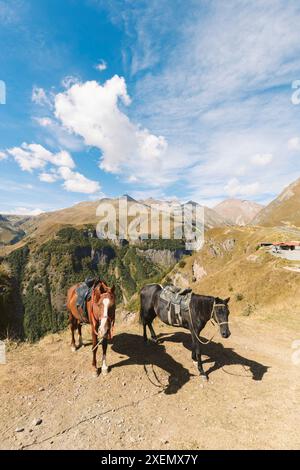 Sattelpferde im Kaukasusgebirge am „Freundschaftsdenkmal“, Gudauri, Georgien; Gudauri, Mzcheta-Mtianeti, Georgien Stockfoto