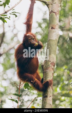 Orang-Utan (Pongo-Spezies) klettern auf einen Baum und essen eine Banane im Tanjung Puting Nationalpark Stockfoto