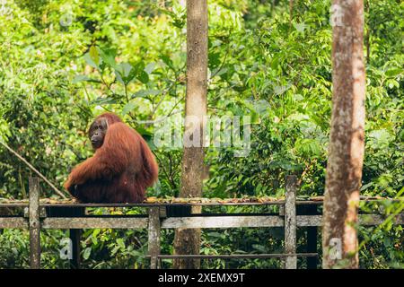 Orang-Utan (Pongo-Art) mit Bananen im Tanjung Puting Nationalpark; Central Kalimantan, West Kotawaringin Regency, Indonesien Stockfoto