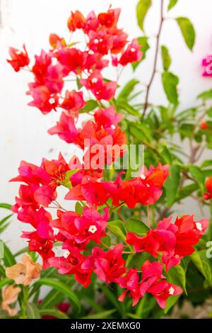 Indien, Bundesstaat Gujarat, Bhuj. Bougainvillea. Papierfabrik. Caryophyllales, Nyctaginaceae, Bougainvillea glabra Stockfoto